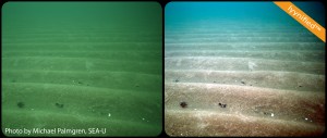 Havsresan sea floor. Photo by Michael Palmgren SEA-U