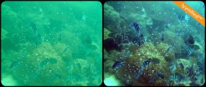 subsea-blue-fish subsea-blue-fish